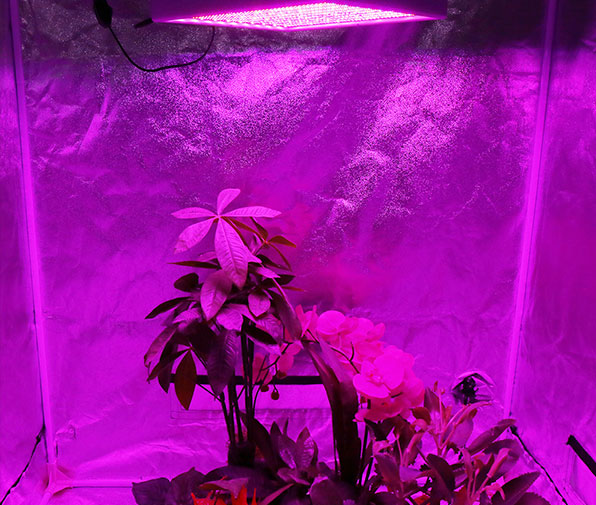 全光谱植物LED灯珠