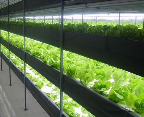 LED Growth Plant Lamp Helps Medicinal Cannabis